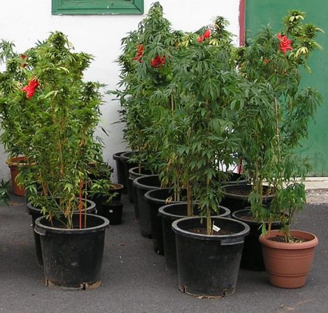 175-2740-a-Marihuana