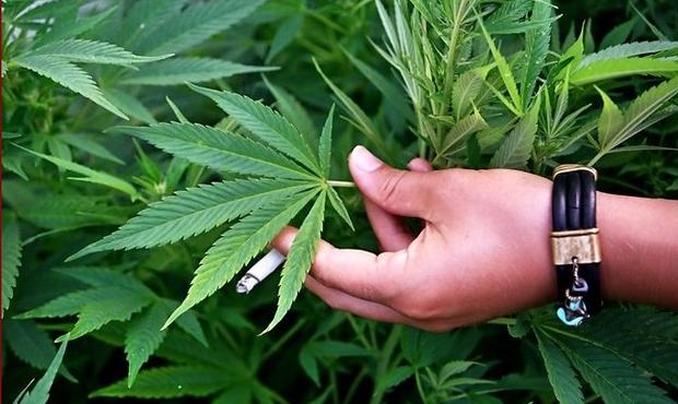 1317031185_marihuana_ganja_01
