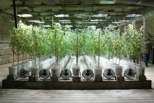 cultivo20marihuana