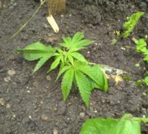 Marihuana (1)