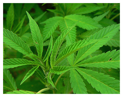 marihuana-801