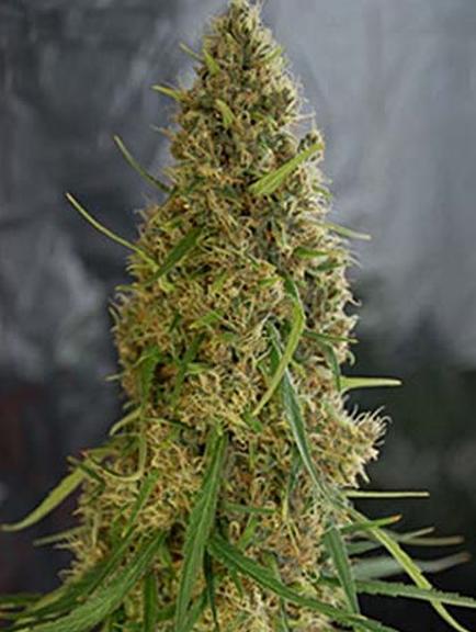 1317031275_marihuana_ganja_12