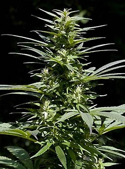 1317031257_marihuana_ganja_08