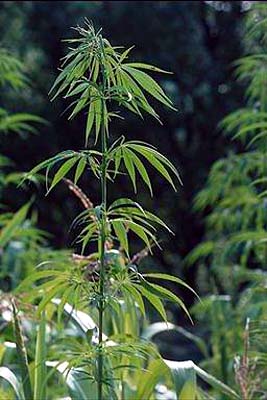 marihuana 1